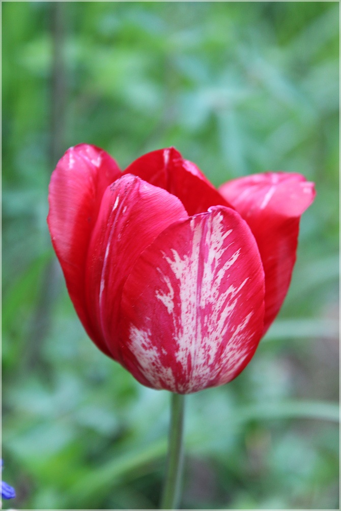 Wiekowy tulipan...