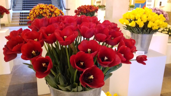 Wystawa tulipanów w Auli UAM