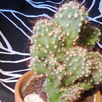 Mały kaktusik