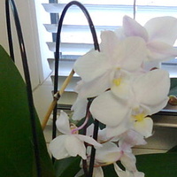 Phalaenopsis miniaturka