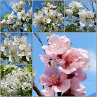 Pięknie kwitnące drzewa owocowe