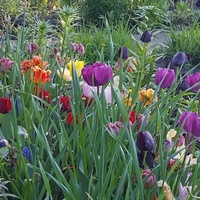 tulipany z 19 maja