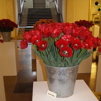 Wystawa tulipanów w Auli UAM