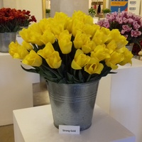 Wystawa Tulipanów W