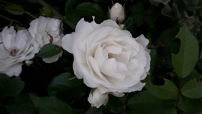 I biała róża.....