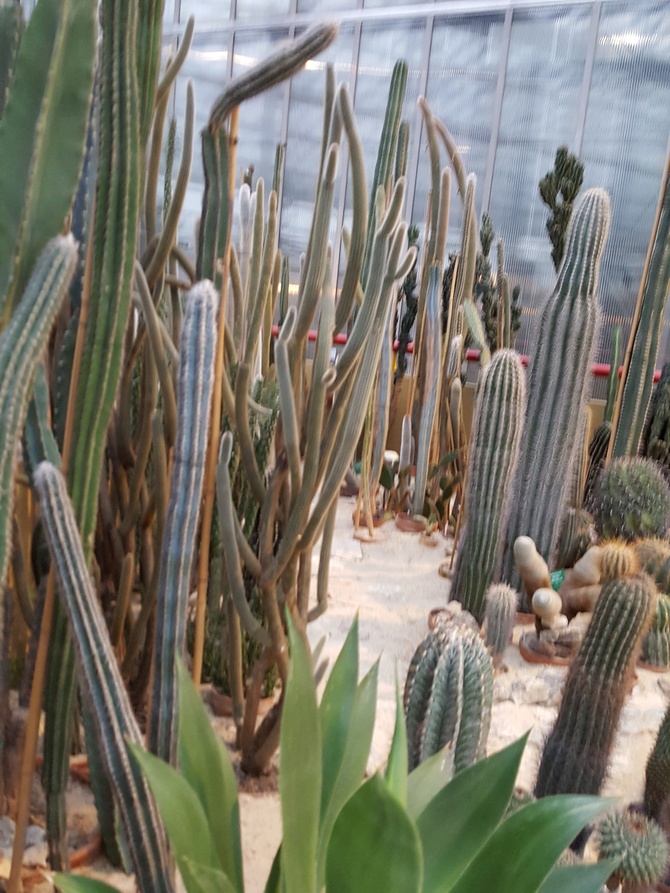 Kaktusy w Palmiarni .......