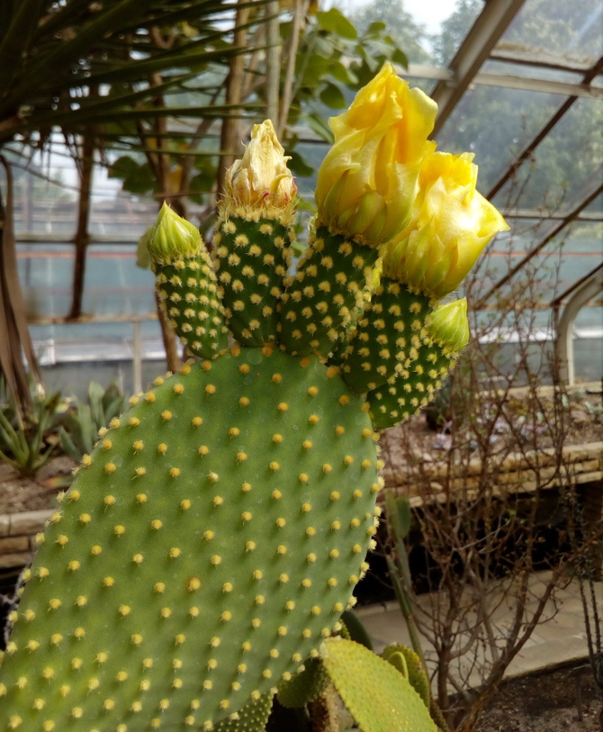 Kwitnące kaktusy