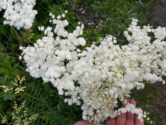 małe białe kwiatki.....