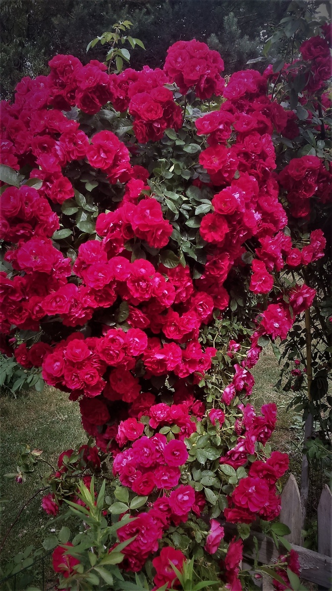 Róża nad wejściem do ogrodu.