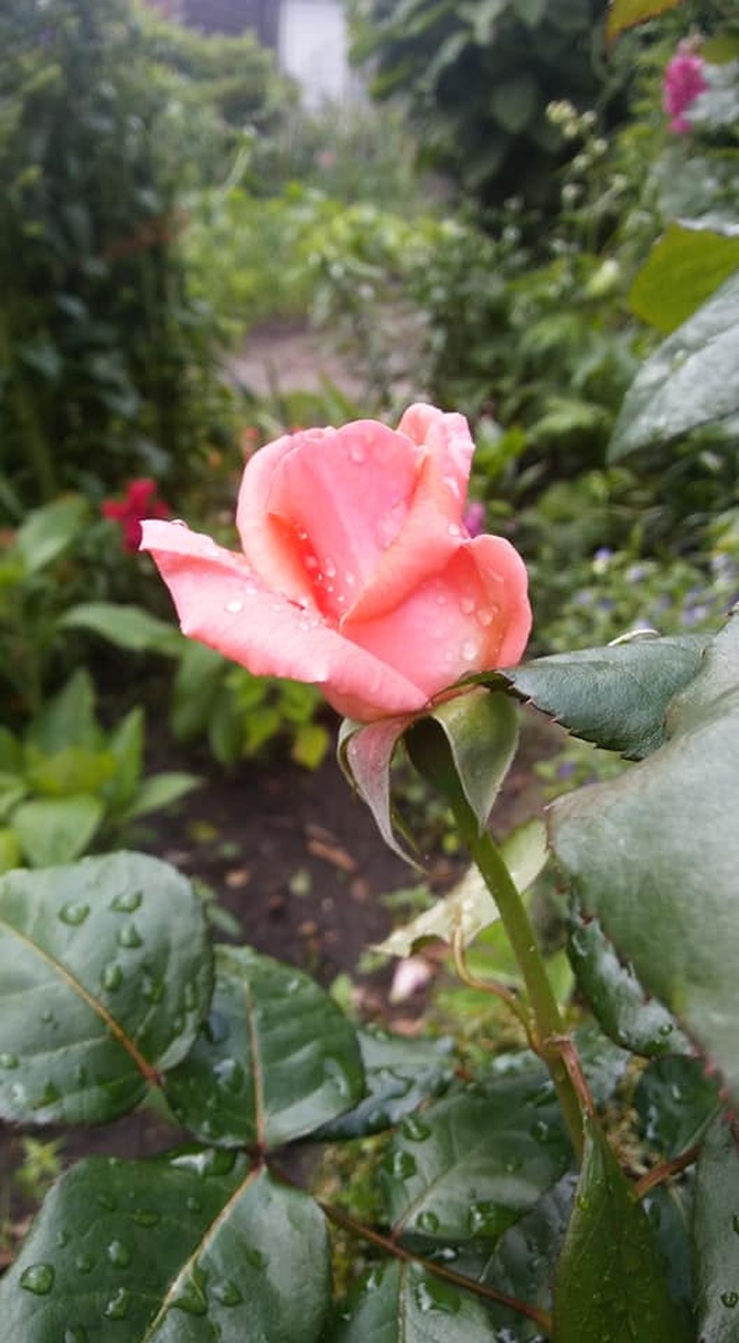 Róża SONIA .