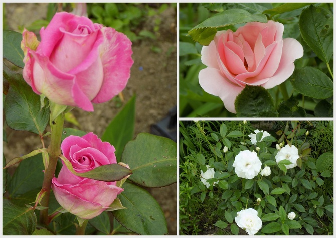 Róże na różowe sny:)