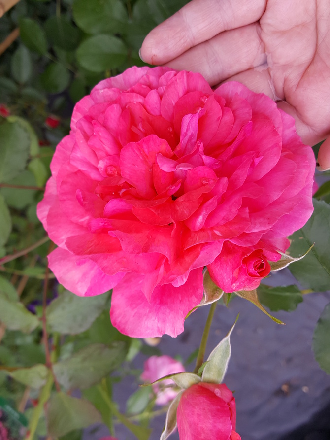różowa róża z 