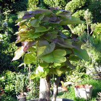 mega bonsai