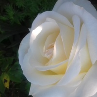róża Chopin