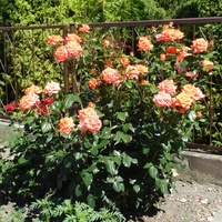 Róża wielokwiatowa