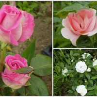 Róże na różowe sny:)