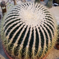 taki duży kaktus....