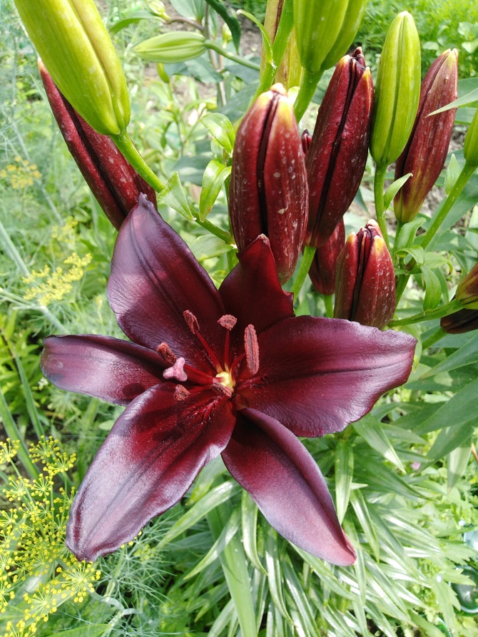 Jedna z najciemniejszych lilii