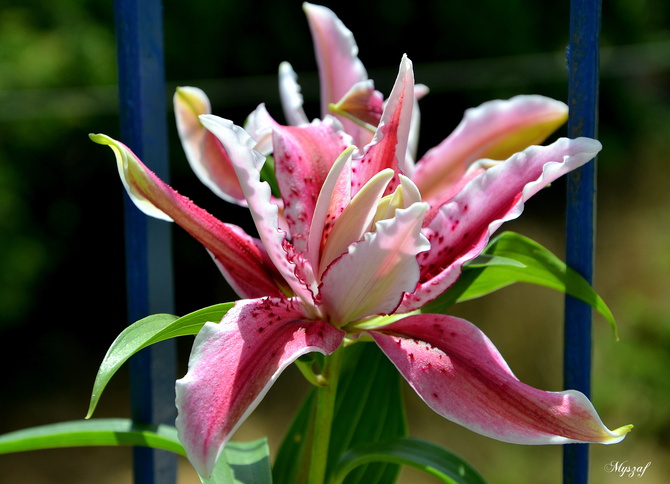 lilia orientalna pełna 