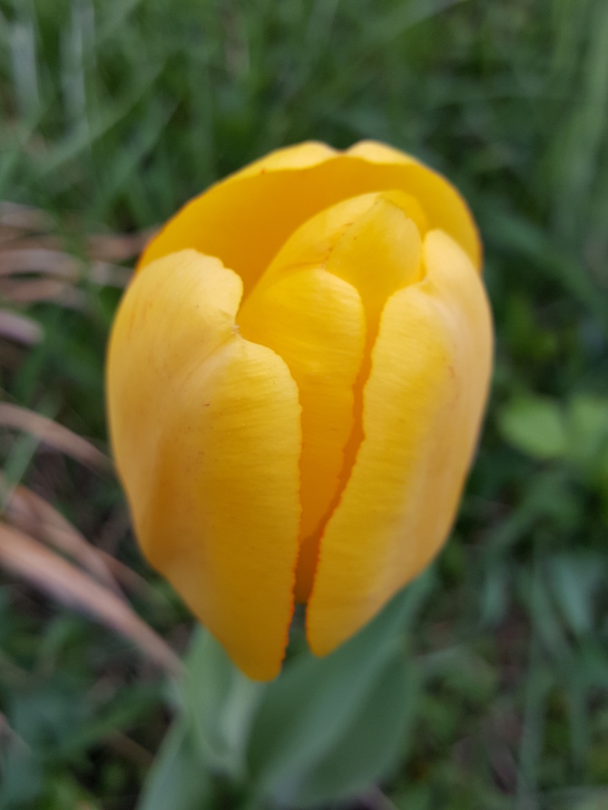 Żółciutki tulip ....