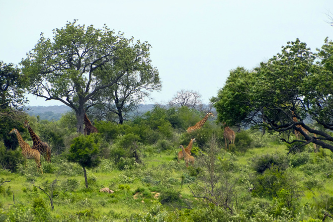 Park Krugera w RPA