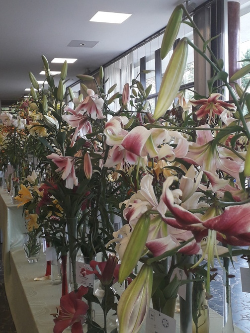 Wystawa lilii i kompozycji