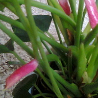 Anturium andreego różowe nowe kwiaty rosną