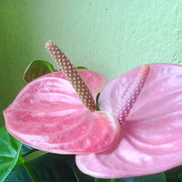 Anturium andreego różowe 