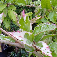 Hibiskus variegata