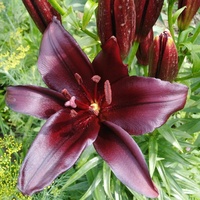 Jedna z najciemniejszych lilii