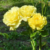 Róża rabatowa