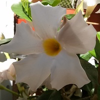 Sundaville o białych kwiatach