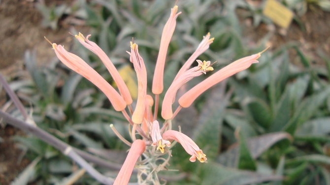 Kwiaty Aloe Saponaria .