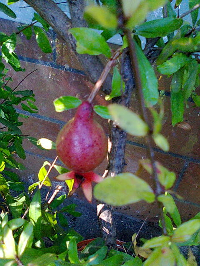 Owoc granatu