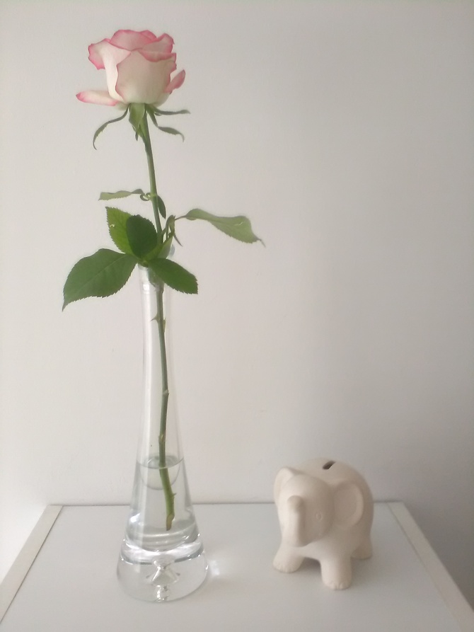 Róża ze słonikiem na szczęście