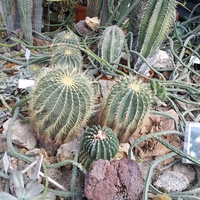 kaktusy ....