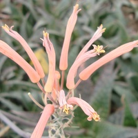 Kwiaty Aloe Saponaria .