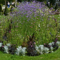Kwiaty w Parku Wilanowskim.