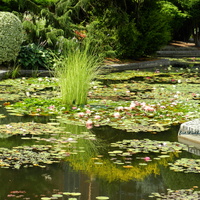 Lilie wodne -Ogród Botaniczny we Wrocławiu