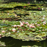 Lilie wodne-Ogród Botaniczny we Wrocławiu
