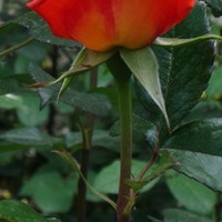 róża kolorowa