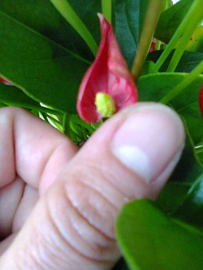 Anturium andreego ma  maleńkie kwiatuszki.