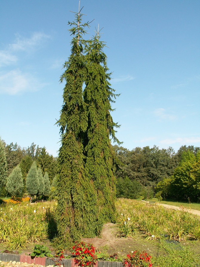 Drzewa w Arboretum Leśnym