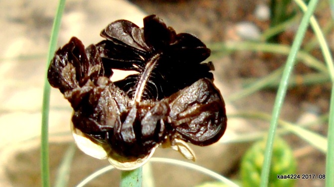  Wg rozpoznania jest to Habranthus Tubispathus czyli lilia deszczowa .