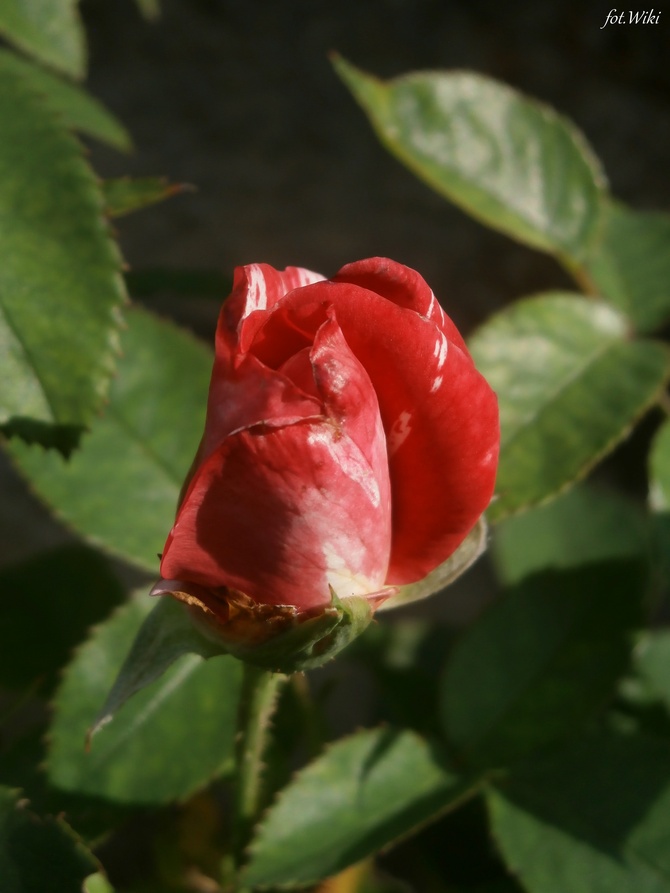 Jesienny pączek róży