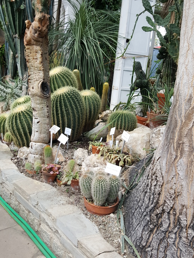 kaktusy w szklarni ...