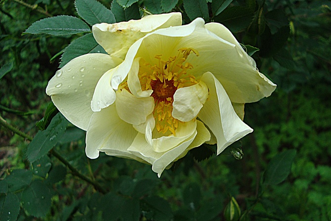 Najwcześniej kwitnąca róża syczuańska .