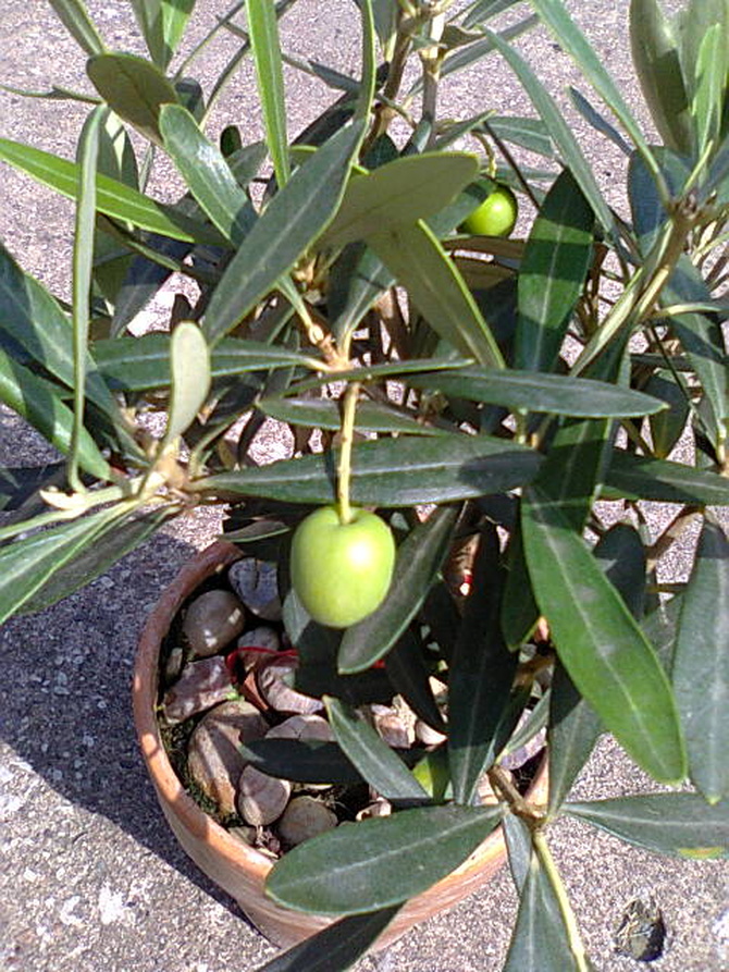 Oliwka europejska (Olea europaea) owoc na drzewku