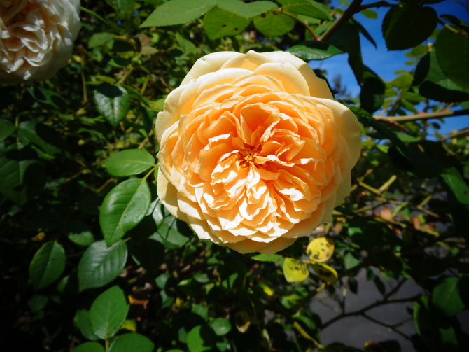  Róża angielska ' Leander - Ausleght ' . Makro .