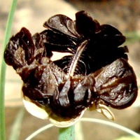  Wg rozpoznania jest to Habranthus Tubispathus czyli lilia deszczowa .
